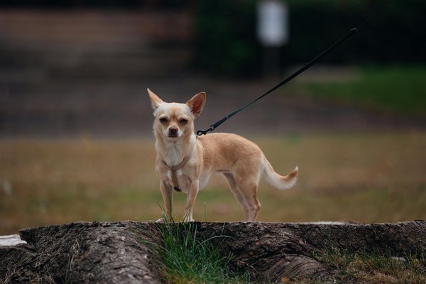 Was sollte man beim Füttern von Katzen beachten?