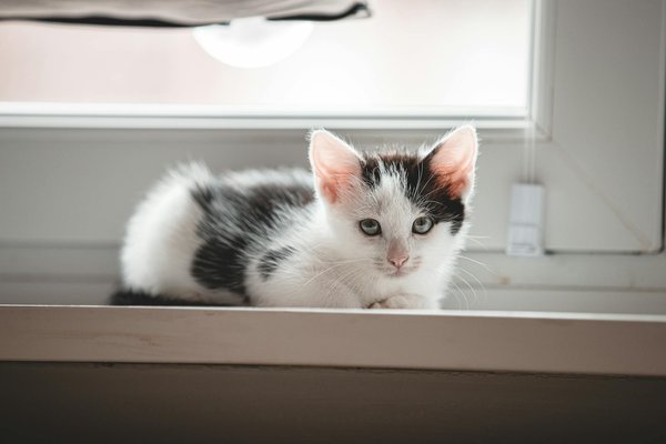 Welche Beschäftigungsmöglichkeiten sind ideal für energiegeladene Hunde?